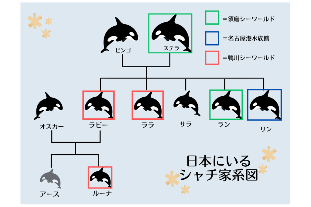 日本にいるシャチ家系図