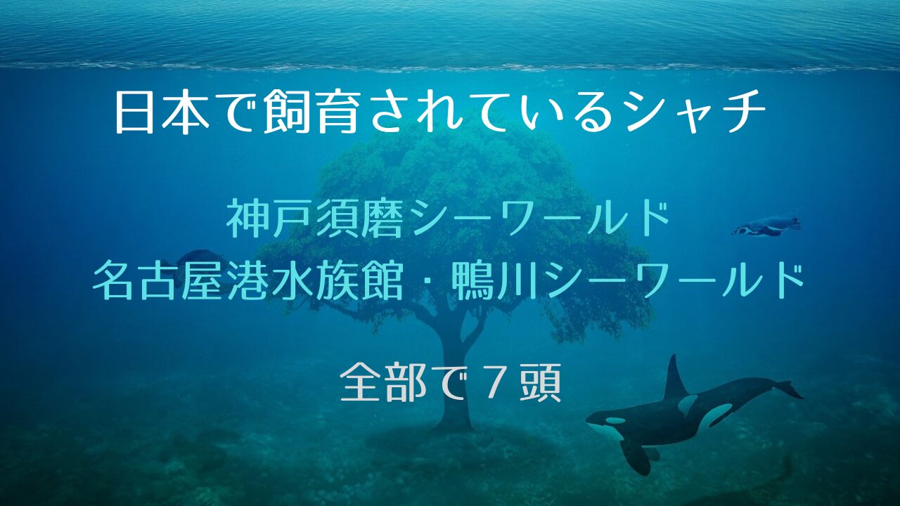 日本で飼育されているシャチは全部で７頭。須磨シー、鴨シー、名古屋港水族館