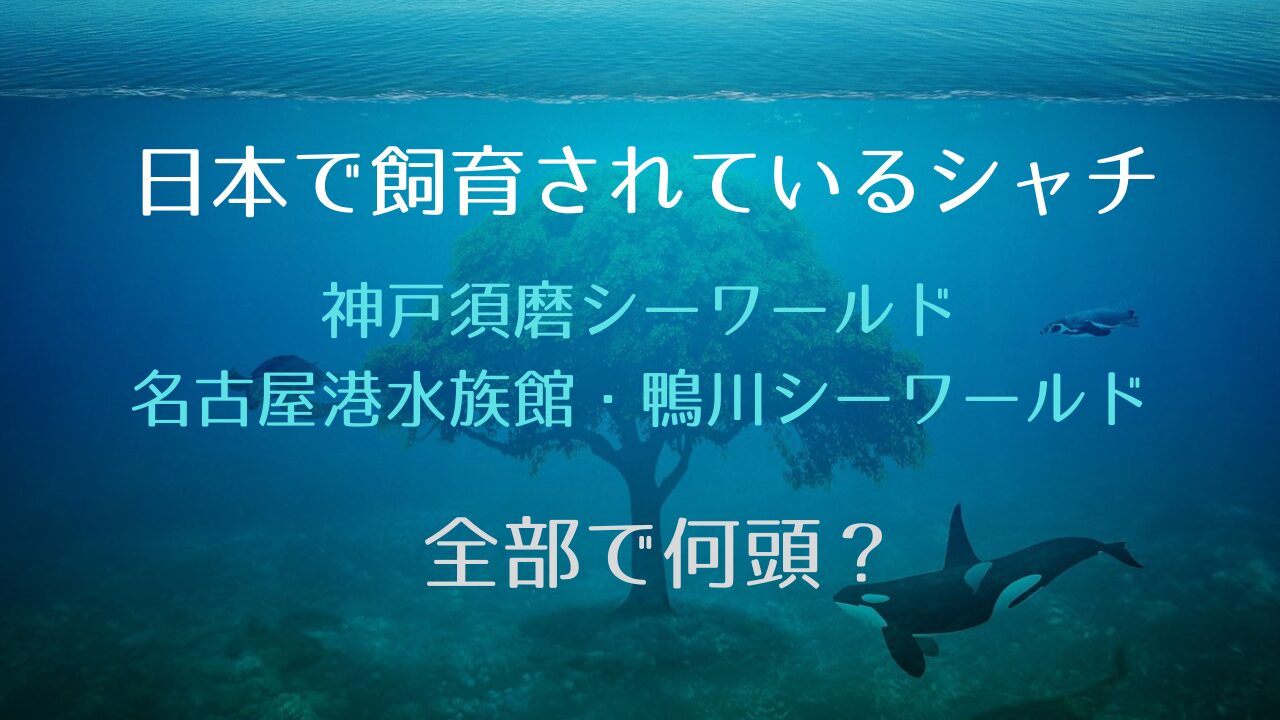 日本にいるシャチは何頭？神戸須磨シーワールド2頭！名古屋港