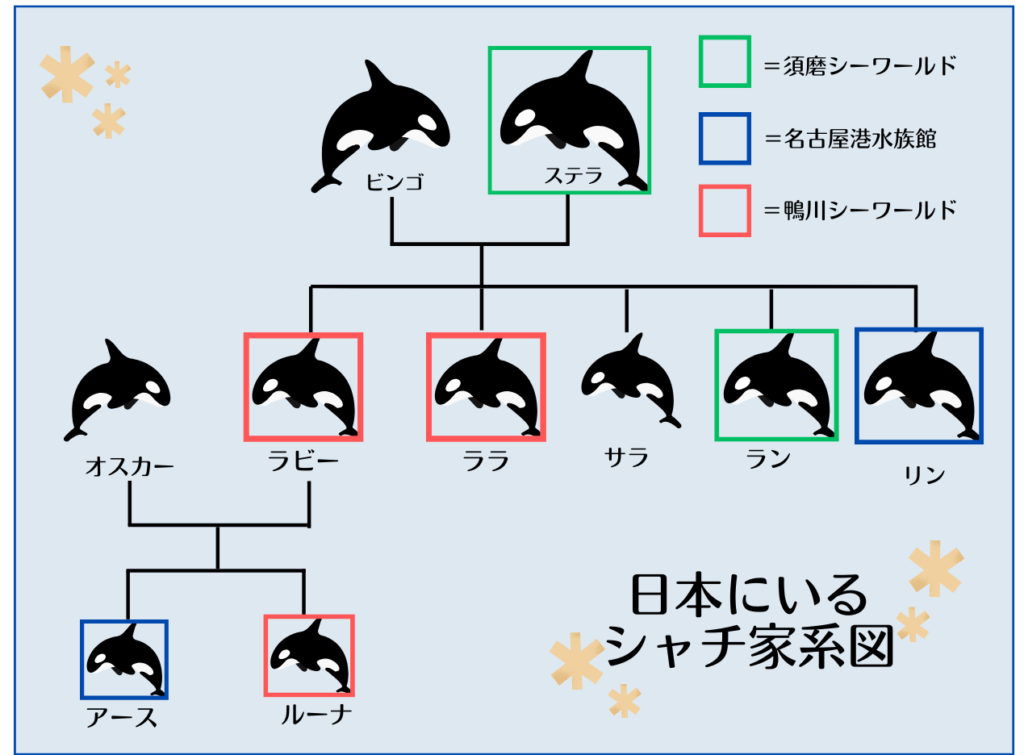 日本で飼育されているシャチ７頭の家系図