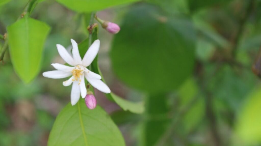 レモンの花「レモンの木の受粉と結実」