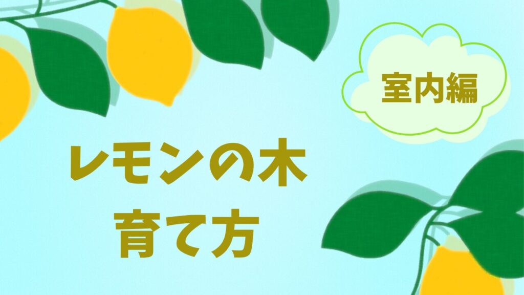 レモンの木の育て方・鉢植え・室内